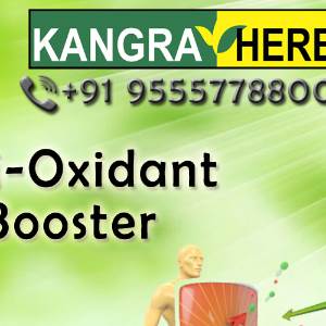 Kangra Herb Kangra Herb